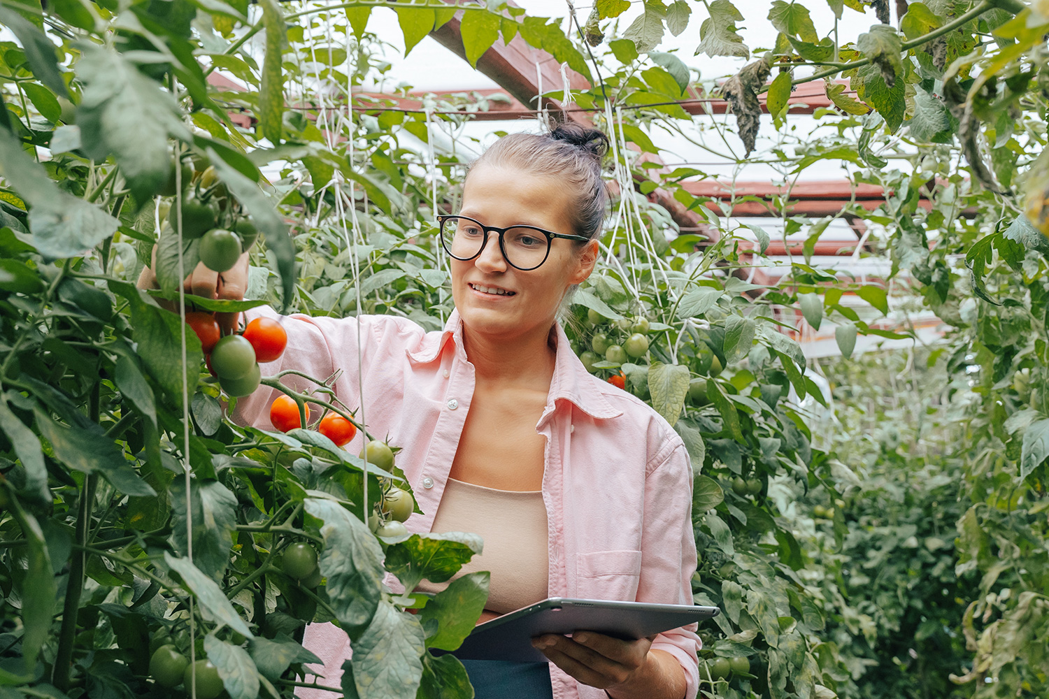 Woman in a greenhouse inspecting tomato growth