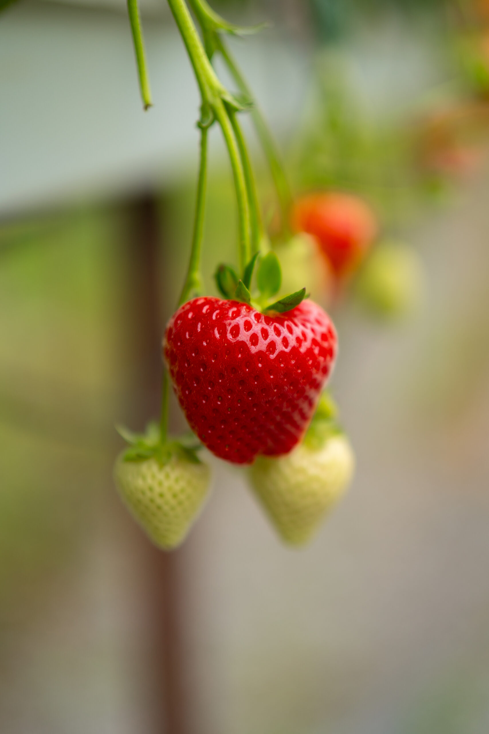 Ripe, red strawberry still on its vine with green strawberries in the background